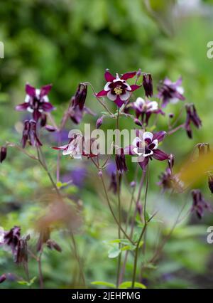 Incredibile vulgaris Aquilegia William Guinness, fiori colonnini bianchi e rosa scuro del Bonnet di Granny, fotografati a Dunvegan, Isola di Skye, Scozia Foto Stock