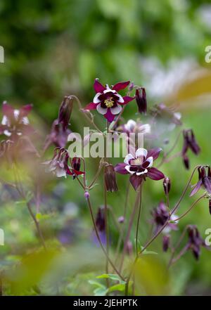 Splendidi fiori rosa, viola e bianco in aquilegia, fotografati nel giardino del castello di Dunvegan, Isola di Skye, Scozia Regno Unito. Foto Stock