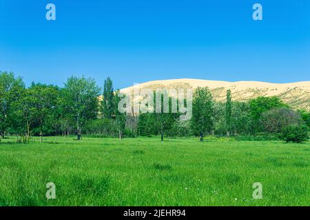 verde valle fiorita con una grande duna di sabbia sullo sfondo Foto Stock