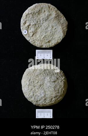Astraeospongium meniscus (Romer). Foto Stock