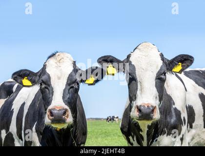 Due mucche, testa ravvicinata, amici amorevolmente insieme vista frontale, in un pascolo, bianco e nero, orecchini gialli Foto Stock