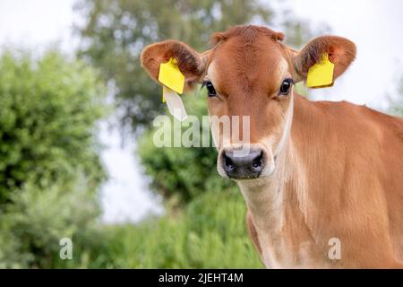 Mucca di Jersey, testa, vitello con tag orecchie gialle, naso nero caramello marrone cappotto, aspetto carino e innocente Foto Stock