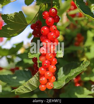 Primo piano di un isolato rosso rosso mature mazzo rosso ribes rosso (ribes rubrum) appeso in cespuglio arbusto pianta - Germania Foto Stock
