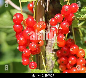 Primo piano di mazzo di ribes rosso maturo brillante (ribes rubrum) appeso alla pianta di arbusto - Germania Foto Stock