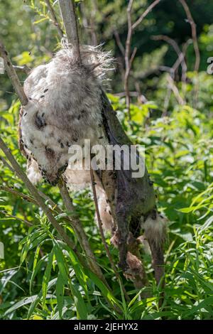 Leslie, Michigan - un opossum morto (Didelphis virginiana) in un piccolo albero, coperto di mosche. Foto Stock