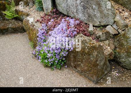 Un grosso grumo di phlox divaricata che cresce in una rockery alpina in estate nell'East Yorkshire, Inghilterra, Regno Unito, GB. Foto Stock