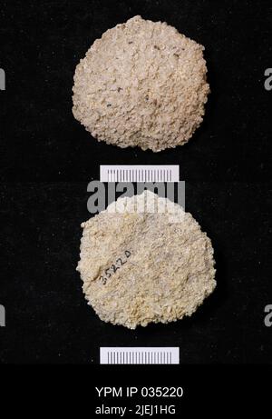 Astraeospongium meniscus (Romer). Foto Stock
