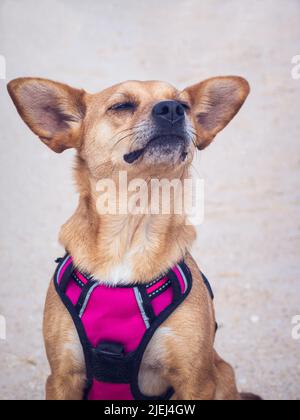 Un divertente cane di razza mista con grandi orecchie che fanno un viso mentre odora l'aria in spiaggia con la testa in su e occhi chiusi Foto Stock