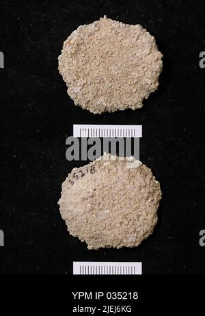 Astraeospongium meniscus (Romer). Foto Stock