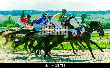 PYATIGORSK,RUSSIA - AGOSTO 29,2020:la gara di cavalli di partenza per il premio del restrittivo in Pyatigorsk, Caucaso settentrionale. Foto Stock