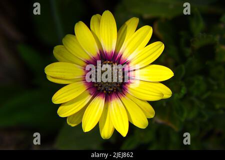 Fiore giallo con centesimo rosso, Osteospermum Capo Daisy. Primo piano Foto Stock