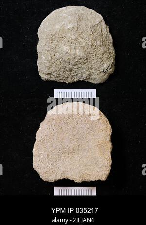 Astraeospongium meniscus (Romer). Foto Stock