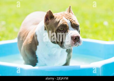 Il cane Bully americano sta nuotando in piscina Foto Stock