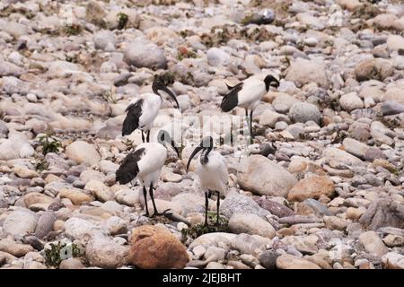 Una colonia di Ibis sacri lungo il fiume Brembo, Lombardia, Italia Foto Stock