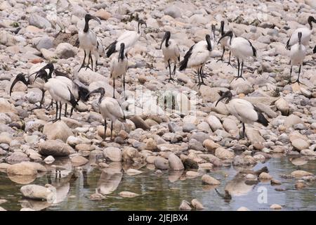 Una colonia di Ibis sacri lungo il fiume Brembo, Lombardia, Italia Foto Stock