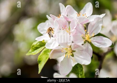 Apple Blossom Foto Stock