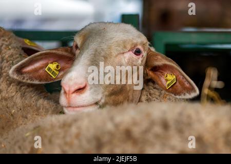 Merinolandschaf o razza Merino di pecora domestica in penna di fattoria. Questa razza è nota anche come Wurttemberger. Messa a fuoco selettiva. Foto Stock