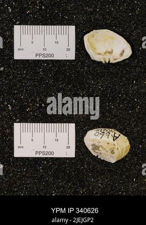 Corbicula subellittica (Meeke & Hayden). Foto Stock