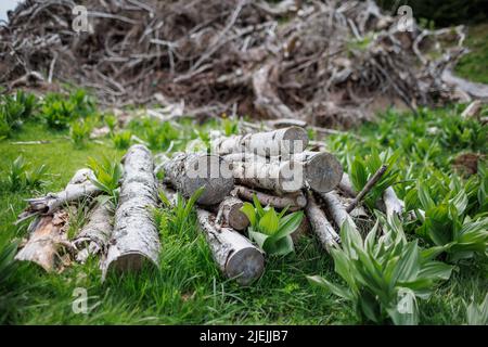 I vecchi tronchi sgusciati e molti piccoli rami spezzati si trovano su una fitta erba di primavera verde nella foresta industriale di abete rosso di montagna Foto Stock
