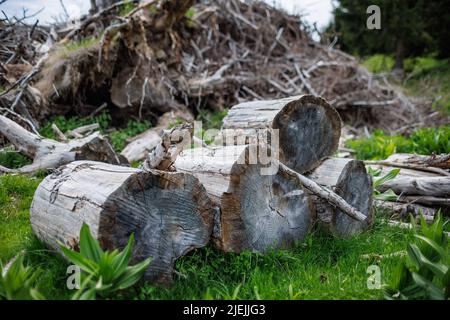 I vecchi tronchi sgusciati e molti piccoli rami spezzati si trovano su una fitta erba di primavera verde nella foresta industriale di abete rosso di montagna Foto Stock