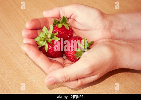 Fragole fresche in mani femminili primo piano. Tre fragole nelle palme femminili Foto Stock