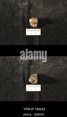 Diacalymene drummuckensis (Reed). Foto Stock