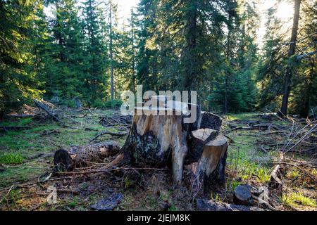 Un vecchio moncone dilapidato coperto di muschio e altre piante si trova su una foresta selvaggia vuota, in una foresta verde scuro di abete rosso denso con alto Foto Stock