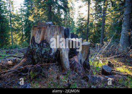 Un vecchio moncone dilapidato coperto di muschio e altre piante si trova su una foresta selvaggia vuota, in una foresta verde scuro di abete rosso denso con alto Foto Stock