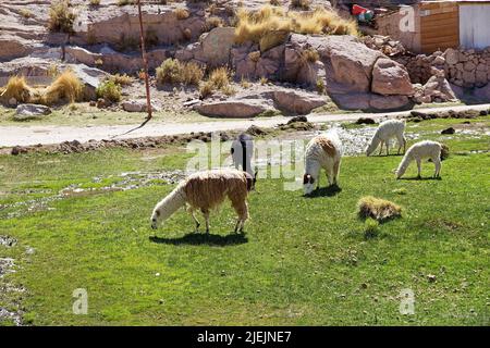 Lama (lama glama) nel villaggio di Caspana, Cile. Caspana è un villaggio cileno, a 85 km da Calama, nella gola scavata dal fiume ha condiviso il suo nome A. Foto Stock
