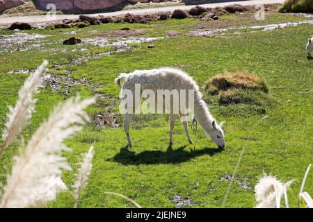 Lama (lama glama) nel villaggio di Caspana, Cile. Caspana è un villaggio cileno, a 85 km da Calama, nella gola intagliata dal fiume ha condiviso il suo nome An Foto Stock
