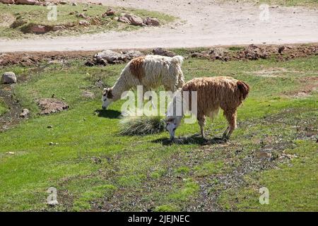 Lama (lama glama) nel villaggio di Caspana, Cile. Caspana è un villaggio cileno, a 85 km da Calama, nella gola scavata dal fiume ha condiviso il suo nome A. Foto Stock