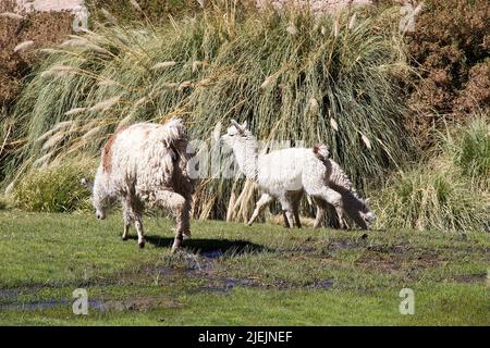 Lama (lama glama) nel villaggio di Caspana, Cile. Caspana è un villaggio cileno, a 85 km da Calama, nella gola scavata dal fiume ha condiviso il suo nome A. Foto Stock