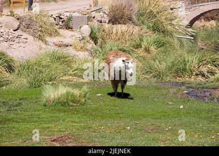 Lama (lama glama) nel villaggio di Caspana, Cile. Caspana è un villaggio cileno, a 85 km da Calama, nella gola intagliata dal fiume ha condiviso il suo nome An Foto Stock