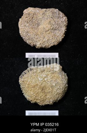Astraeospongium meniscus (Romer). Foto Stock