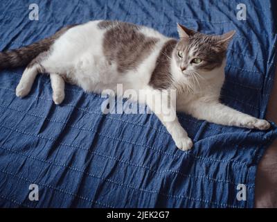 il gatto adulto si trova sulla coperta sul letto. I raggi del sole cadono sul gatto. cat bagna al sole Foto Stock