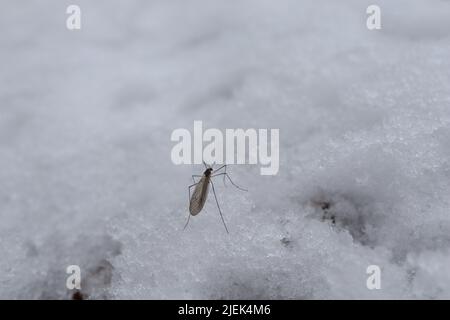 Zanzara nella neve nella foresta invernale Foto Stock