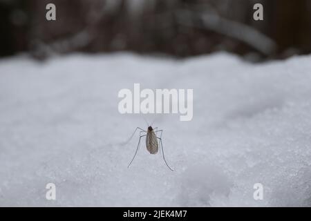 Zanzara nella neve nella foresta invernale Foto Stock