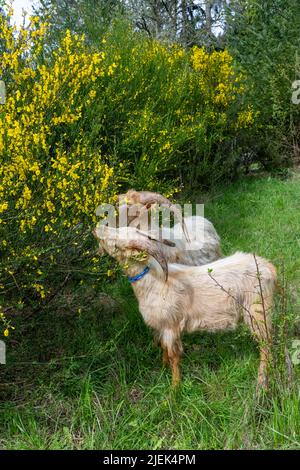 Issaquah, Washington, Stati Uniti. Una razza rara, Golden Gurnsey billy capra, mangiare un arbusto scotch scovare. Foto Stock