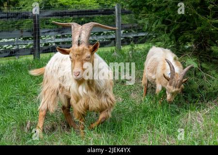 Issaquah, Washington, Stati Uniti. Una razza rara, Golden Gurnsey billy capra, mangiare un albero di conifere Foto Stock