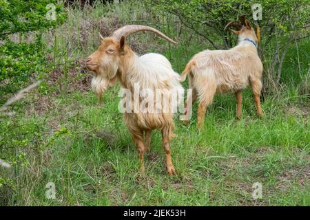 Issaquah, Washington, Stati Uniti. Una razza rara, Golden Gurnsey billy capra, mangiare la corteccia di un arbusto. Foto Stock