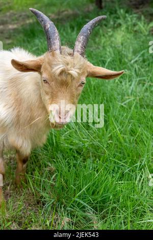 Issaquah, Washington, Stati Uniti. Una razza rara, Golden Gurnsey billy capra, con un boccone di erba Foto Stock