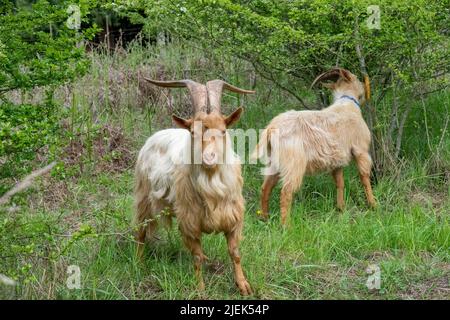 Issaquah, Washington, Stati Uniti. Una razza rara, Golden Gurnsey billy capra, mangiare la corteccia di un arbusto. Foto Stock
