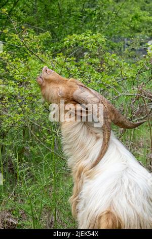 Issaquah, Washington, Stati Uniti. Una razza rara, Golden Gurnsey billy capra, mangiare un arbusto. Foto Stock