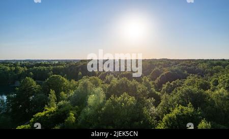 Vista dall'alto della fitta pineta con tettoie di alberi di abete verde e colorate e lussureggianti tettoie al tramonto. Foto di alta qualità Foto Stock