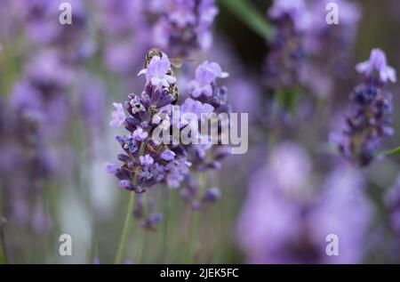 L'ape raccoglie il polline dalla lavanda viola Foto Stock