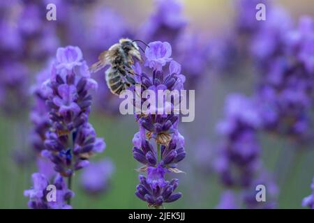 L'ape raccoglie il polline dalla lavanda viola Foto Stock