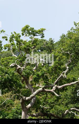 Airone cenerino in una struttura ad albero Foto Stock