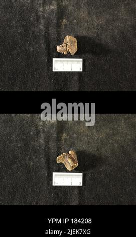 Diacalymene drummuckensis (Reed). Foto Stock