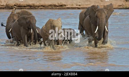 Gli elefanti africani che attraversano il fiume Ewaso Ng'iro nel Samburu Riserva nazionale del Kenya. Foto Stock