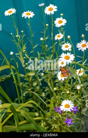 Un biglietto di auguri. Una foto con fiori selvatici, margherite, campane e una farfalla con una giornata di sole sul fiore. In stile rustico. Foto Stock